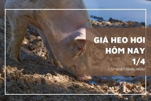 Giá heo hơi hôm nay 1/4: Hạ nhẹ 1.000 đồng/kg
