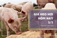 Giá heo hơi hôm nay 5/3: Thị trường duy trì xu hướng giảm trong tuần tới?