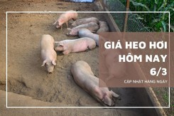 Giá heo hơi hôm nay 6/3: Đứng yên trong ngày đầu tuần