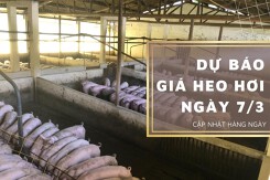 Dự báo giá heo hơi ngày 7/3: Các địa phương duy trì đà giảm?