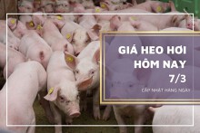 Giá heo hơi hôm nay 7/3: Tiếp tục giảm tại nhiều địa phương