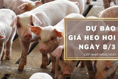 Dự báo giá heo hơi ngày 8/3: Tiếp đà giảm trên cả nước?