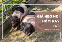 Giá heo hơi hôm nay 8/3: Thị trường ổn định từ 47.000 đồng/kg đến 52.000 đồng/kg