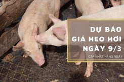 Dự báo giá heo hơi ngày 9/3: Xu hướng giảm vẫn tiếp diễn tại nhiều địa phương?