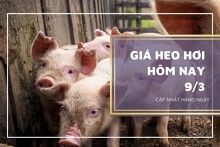 Giá heo hơi hôm nay 9/3: Tiếp tục giảm 1.000 đồng/kg