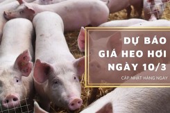 Dự báo giá heo hơi ngày 10/3: Thị trường tiếp tục ghi nhận xu hướng giảm?
