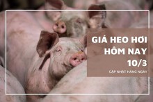 Giá heo hơi hôm nay 10/3: Tương đối ổn định, mức giao dịch cao nhất 52.000 đồng/kg