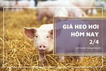 Giá heo hơi hôm nay 2/4: Thị trường tiếp tục giảm trong tuần tới?