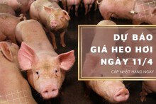 Dự báo giá heo hơi ngày 11/4: Xu hướng giảm quay trở lại?