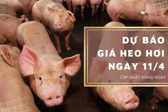 Dự báo giá heo hơi ngày 11/4: Xu hướng giảm quay trở lại?