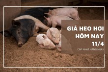 Giá heo hơi hôm nay 11/4: Tiếp đà giảm tại nhiều địa phương