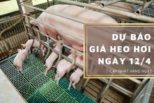 Dự báo giá heo hơi ngày 12/4: Tiếp tục giảm tại nhiều địa phương?