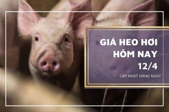 Giá heo hơi hôm nay 12/4: Biến động trái chiều ở miền Bắc và miền Nam