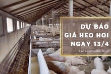 Dự báo giá heo hơi ngày 13/4: Thị trường tiếp tục lao dốc?