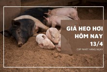 Giá heo hơi hôm nay 13/4: Tăng nhẹ ở cả ba miền