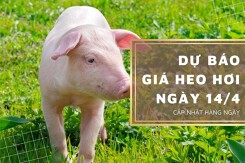 Dự báo giá heo hơi ngày 14/4: Xu hướng tăng sẽ được duy trì?