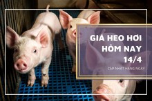Giá heo hơi hôm nay 14/4: Tiếp tục tăng tại nhiều địa phương
