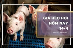 Giá heo hơi hôm nay 14/4: Tiếp tục tăng tại nhiều địa phương