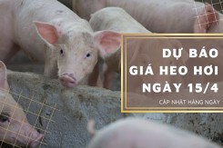 Dự báo giá heo hơi ngày 15/4: Tiếp đà tăng tại nhiều địa phương?