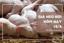 Giá heo hơi hôm nay 15/4: Ghi nhận mức tăng cao nhất 2.000 đồng/kg