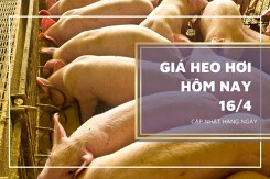 Giá heo hơi hôm nay 16/4: Thị trường tiếp đà tăng trong tuần tới?