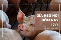 Giá heo hơi hôm nay 17/4: Ghi nhận mức cao nhất 52.000 đồng/kg