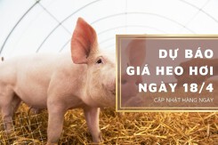 Dự báo giá heo hơi ngày 18/4: Các địa phương sẽ điều chỉnh tăng?