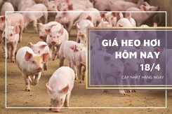 Giá heo hơi hôm nay 18/4: Tăng từ 1.000 đồng/kg đến 2.000 đồng/kg