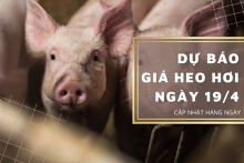 Dự báo giá heo hơi ngày 19/4: Các địa phương tiếp tục điều chỉnh tăng?