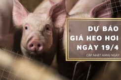 Dự báo giá heo hơi ngày 19/4: Các địa phương tiếp tục điều chỉnh tăng?