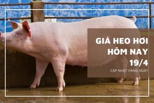 Giá heo hơi hôm nay 19/4: Tăng từ 1.000 đồng/kg đến 2.000 đồng/kg