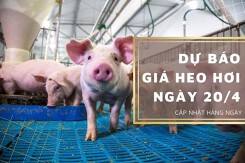 Dự báo giá heo hơi ngày 20/4: Các địa phương tiếp đà tăng?
