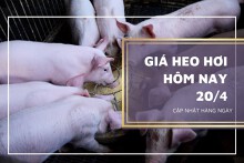 Giá heo hơi hôm nay 20/4: Tiếp tục tăng, cao nhất 55.000 đồng/kg