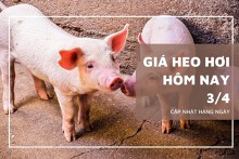 Giá heo hơi hôm nay 3/4: Dao động từ 48.000 đồng/kg đến 52.000 đồng/kg