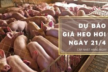 Dự báo giá heo hơi ngày 21/4: Tiếp đà tăng trên cả nước?