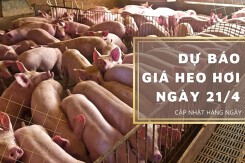 Dự báo giá heo hơi ngày 21/4: Tiếp đà tăng trên cả nước?