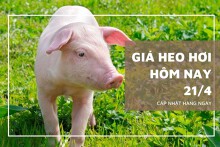 Giá heo hơi hôm nay 21/4: Tăng giảm không đồng nhất