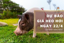 Dự báo giá heo hơi ngày 22/4: Các địa phương tiếp đà tăng?
