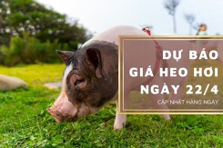 Dự báo giá heo hơi ngày 22/4: Các địa phương tiếp đà tăng?