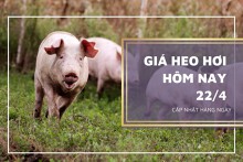 Giá heo hơi hôm nay 22/4: Miền Nam điều chỉnh tăng nhẹ