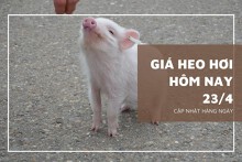 Giá heo hơi hôm nay 23/4: Xu hướng tăng sẽ tiếp diễn trong tuần tới?