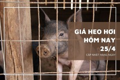 Giá heo hơi hôm nay 25/4: Ghi nhận mức giảm cao nhất 2.000 đồng/kg