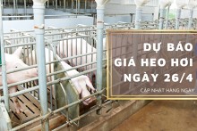 Dự báo giá heo hơi ngày 26/4: Các địa phương vẫn biến động không đồng nhất?
