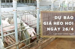 Dự báo giá heo hơi ngày 26/4: Các địa phương vẫn biến động không đồng nhất?