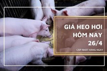 Giá heo hơi hôm nay 26/4: Giảm từ 1.000 đồng/kg đến 3.000 đồng/kg