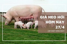 Giá heo hơi hôm nay 27/4: Biến động trái chiều ở một vài địa phương