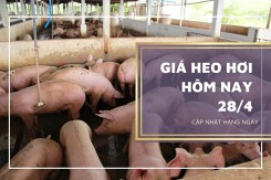 Giá heo hơi hôm nay 28/4: Biến động trái chiều, cao nhất 53.000 đồng/kg