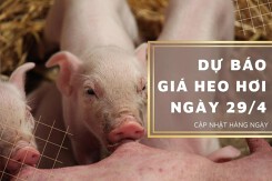 Dự báo giá heo hơi ngày 29/4: Tiếp tục biến động không đồng nhất?