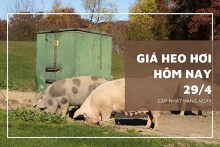 Giá heo hơi hôm nay 29/4: Điều chỉnh trái chiều, mức tăng cao nhất 2.000 đồng/kg