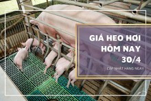 Giá heo hơi hôm nay 30/4: Các địa phương điều chỉnh giảm trong tuần tới?